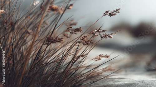 Close-up of wispy dry grass on a sandy surface with muted background tone