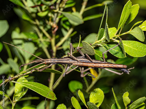 Canvastavla Walking Stick Insects Mating Pair with Red Mites – Phasmatodea Behavior Florida