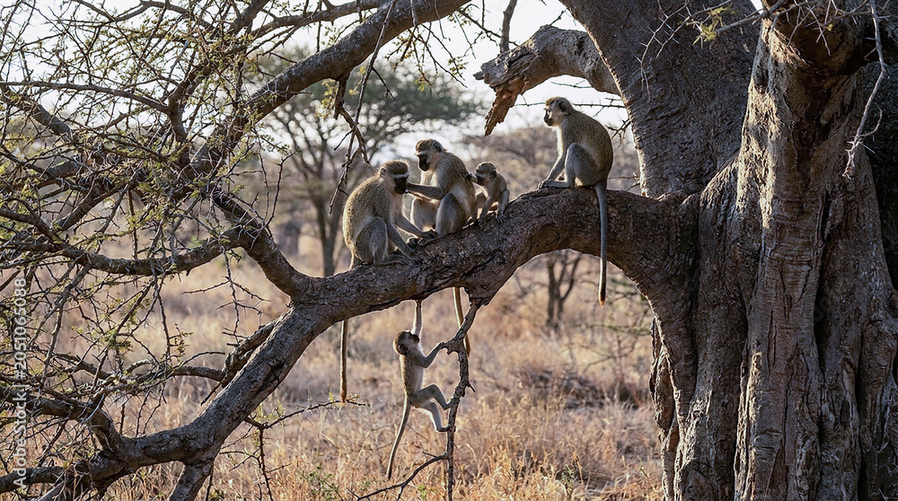 Obraz premium A group of vervet monkeys grooming and playing on a tree branch in the african savanna