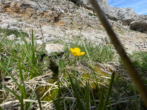 Randonnée dans le vercors avec fleur, montagne et lac de la grande moucherolle
