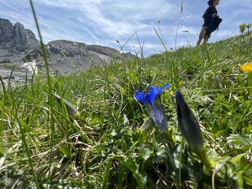Randonnée dans le vercors avec fleur, montagne et lac de la grande moucherolle