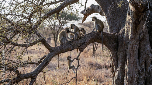 Fotografía A group of vervet monkeys grooming and playing on a tree branch in the african s