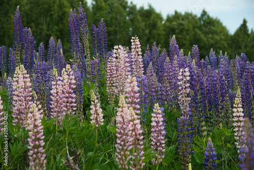 Bild auf Leinwand Summer flowers blooming in June