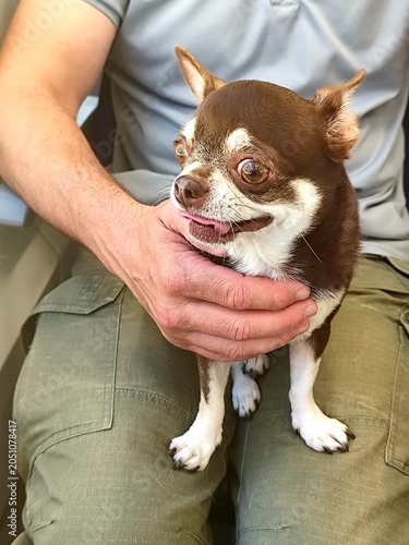 Chihuahua Being Held by Owner