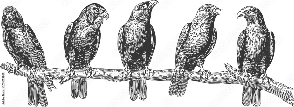 Obraz premium hand drawn birds perched on a branch detailed vintage engraving illustration