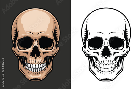 Schilderij op canvas Anatomical human skull vector art facing forward in colored and line styles with moody shadows on a split neutral background