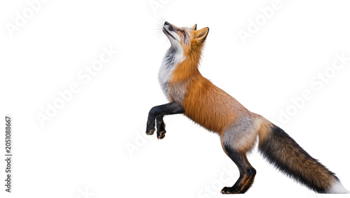 Εκτύπωση καμβά Red fox jumping and looking up with bushy tail