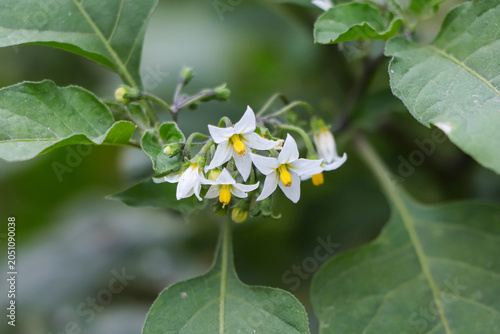 Beautiful cluster of European black nightshade blossoms blooming outdoors against a soft-focus green background, emphasizing the natural beauty of common garden weeds.