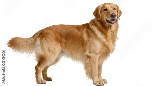 Fotografie Golden Retriever dog standing full body, looking to the side