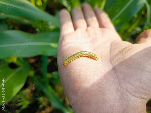 Close up of a farmer holding a green fall armyworm caterpillar pest on a dirty palm in the corn field.