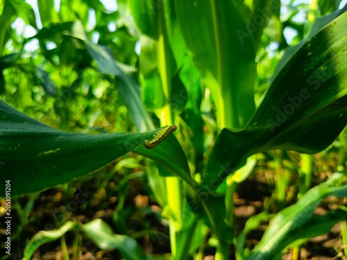 Macro photography of a fall armyworm caterpillar crawling on a green corn leaf in the morning plantation field