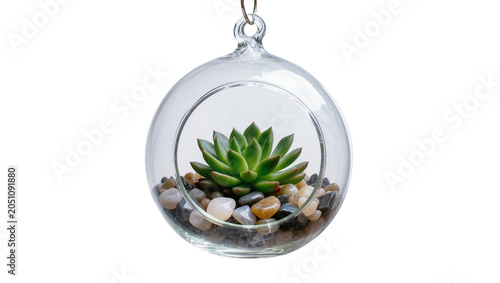 Konstfotografi Green succulent plant in glass terrarium with pebbles