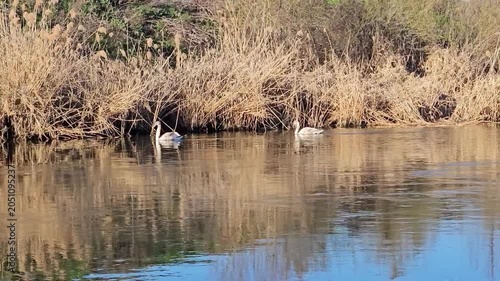 Swans fishing on a river on a beautiful summer day, wildlife and its fauna