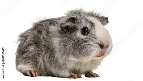 Photos Fluffy grey and white guinea pig with dark eyes