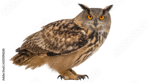Quadro su tela Eurasian Eagle Owl with bright orange eyes and detailed feathers