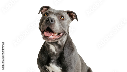 Quadro su tela Gray pit bull dog with yellow eyes and open mouth
