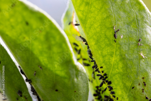Bilde på lerret Blackfly aphids colonizing green plant leaves