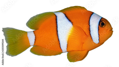 Vászonkép Orange clownfish with white stripes and green fins