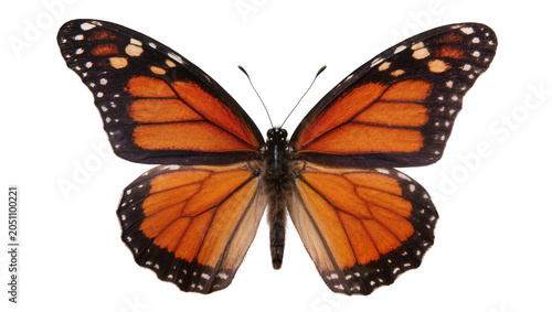 Monarch butterfly with orange and black wings