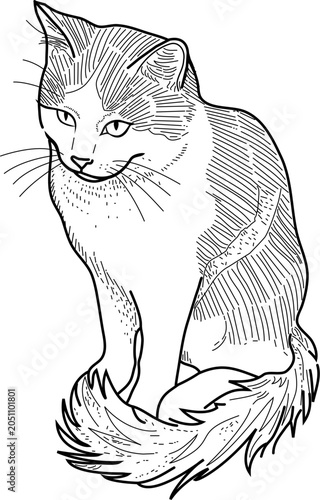 cat line art vector illustration