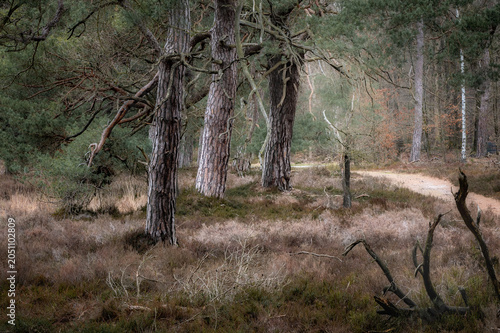 trees in the forest