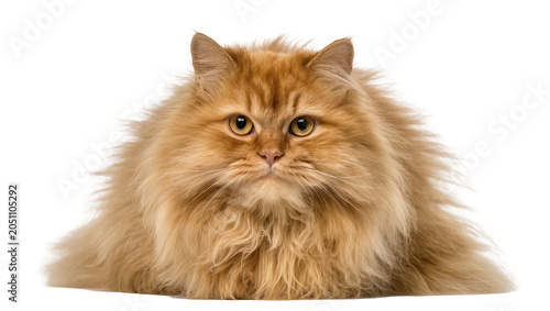 Φωτογραφία Fluffy ginger Persian cat with yellow eyes looking forward
