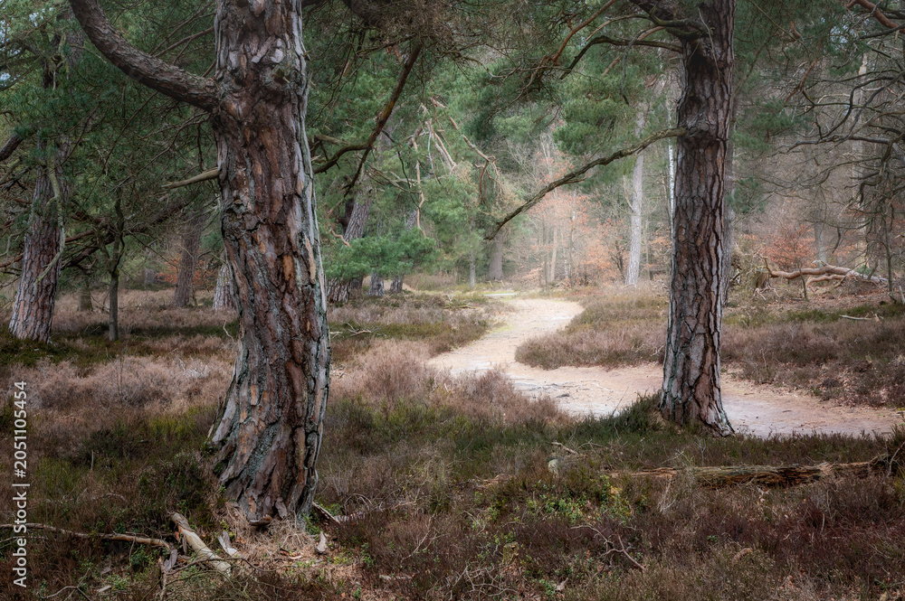 Fototapeta premium trees in the forest