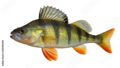 Photography Yellow Perch Fish with Black Stripes and Orange Fins