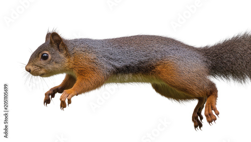 Obraz na plátne Red squirrel mid-jump with sharp claws and bushy tail