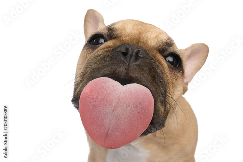Funny portrait of a French bulldog licking the screen with pleasure, heart-shaped tongue, on an isolated black background, front view