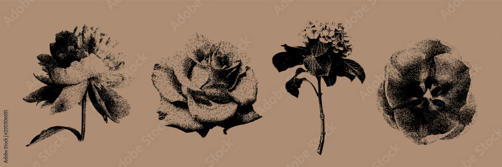 Obraz premium Set of botanical floral illustrations created in pointillism style with a vintage engraved effect.