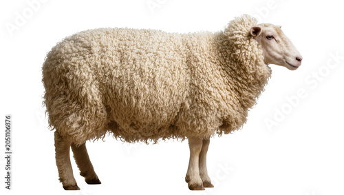 Tableau sur toile Woolly sheep with thick fleece standing sideways