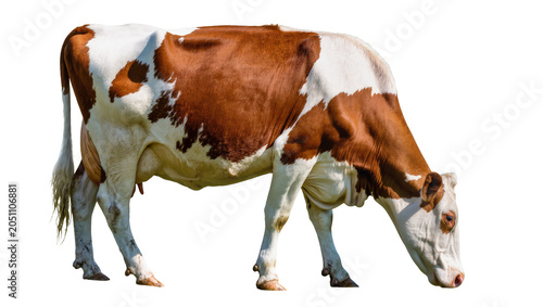 Photos Brown and white cow grazing on white