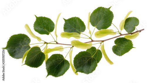 Bild auf Leinwand Linden tree branch with green leaves and samaras