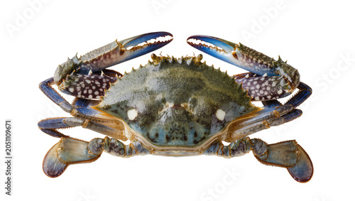 Fotografia Blue crab with sharp claws and spotted carapace