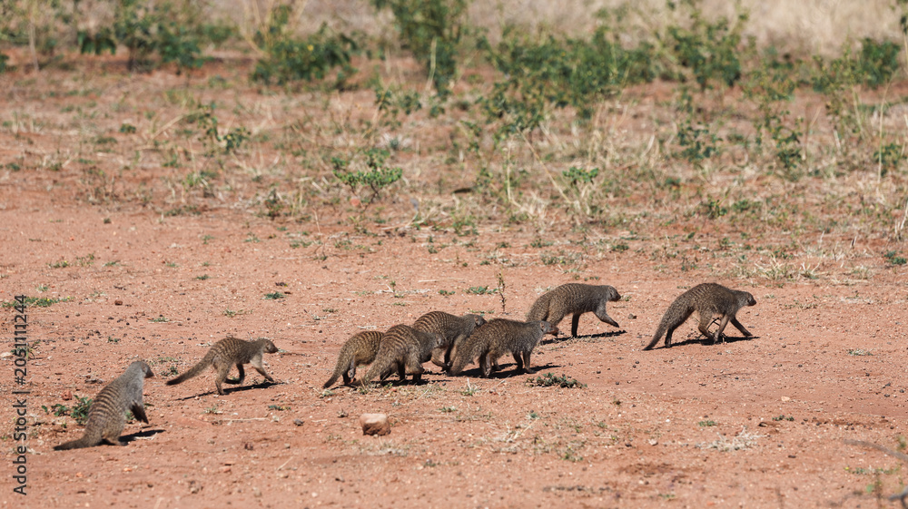 Fototapeta premium Mongoose family foraging together in Chobe National Park under the warm sun