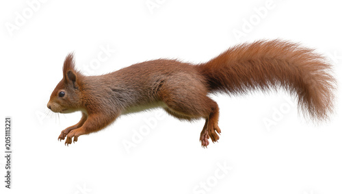 Foto Red squirrel mid-jump with bushy tail