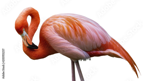 Photos Pink flamingo with curved neck and orange feathers
