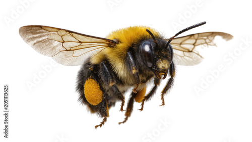Canvastavla Bumblebee with pollen sac on leg flying