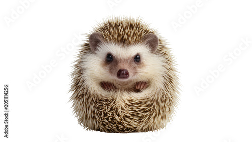 Фотография Cute African pygmy hedgehog with spiky fur and dark eyes