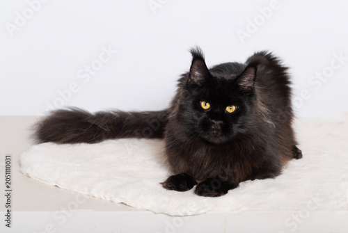 Porträt einer schwarzen Maine Coon Katze
