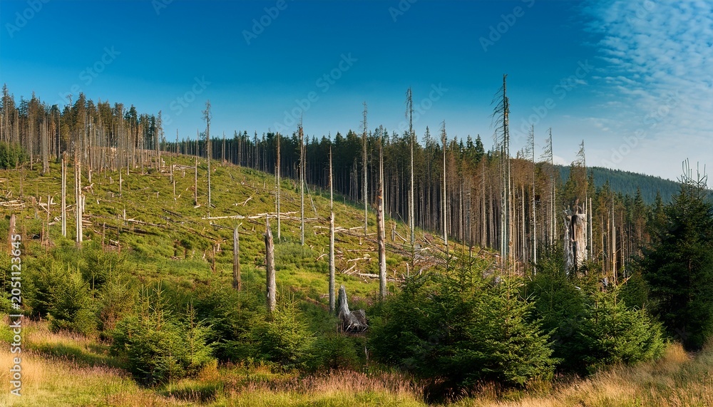 Fototapeta premium Hillside Forest In The Harz Mountains With Evergreen Growth And Strip Of Dead Trees Along Mountain Slope