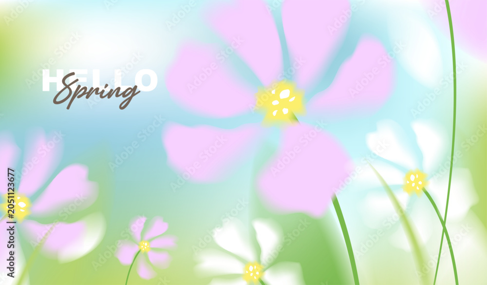 Fototapeta premium Hello spring vector background with white and pink cosmos flowers. Soft pastel watercolor floral template on sunny blue sky for greeting card, wedding, seasonal sale banner and wallpaper.