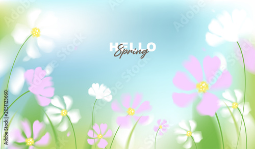 Hello spring vector background with white and pink cosmos flowers. Soft pastel watercolor floral template on sunny blue sky for greeting card, wedding, seasonal sale banner and wallpaper.