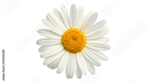 Fotografía Beautiful fresh white chamomile daisy flower head petals close up isolated on tr
