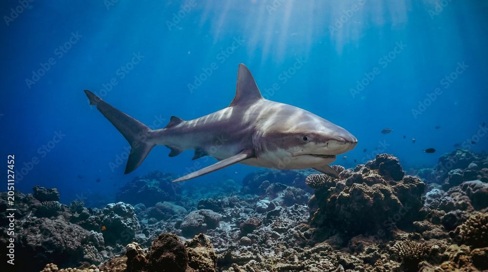 Obraz premium Reef shark cruising above coral bommies near Lady Elliot Island