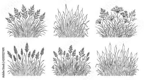 Reed - Vintage Set of Hand Drawn Wild Grass and Cattail Botanical Sketch Illustrations for Nature and Meadow Designs