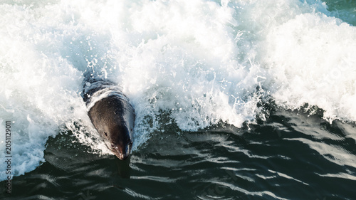 Foto Walvis Bay features playful seals swimming among frothy ocean waves in Namibia