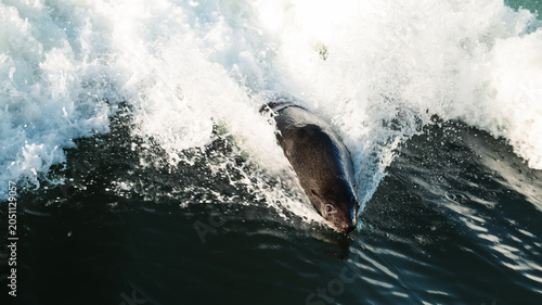 Seal swimming through waves in Walvis Bay Namibia at sunset near the coastal shore