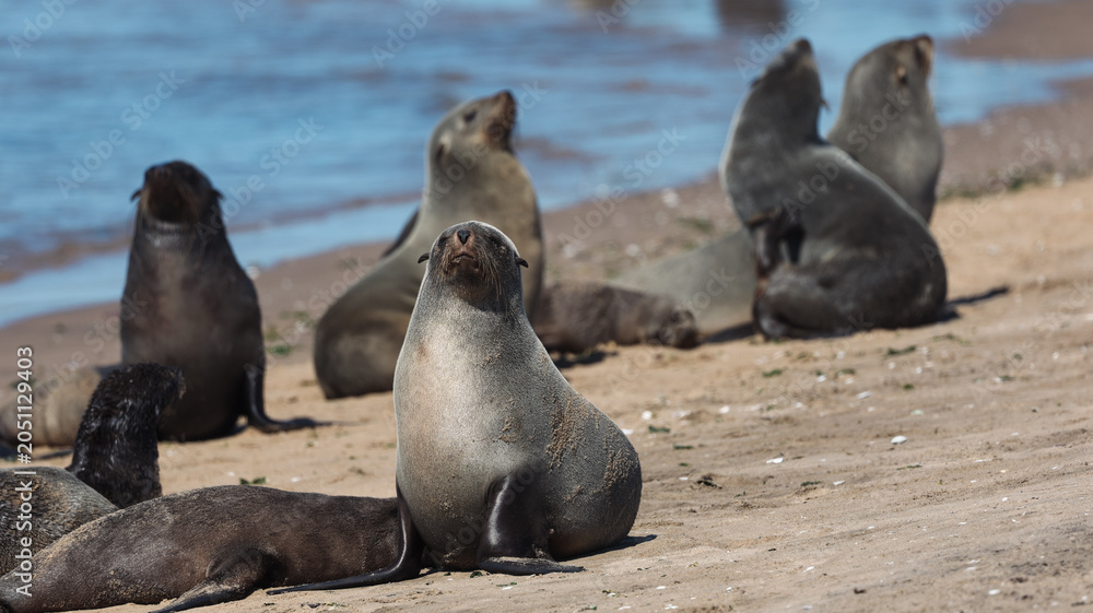 Fototapeta premium Seals basking under the sun on the shores of Walvis Bay Namibia during midday